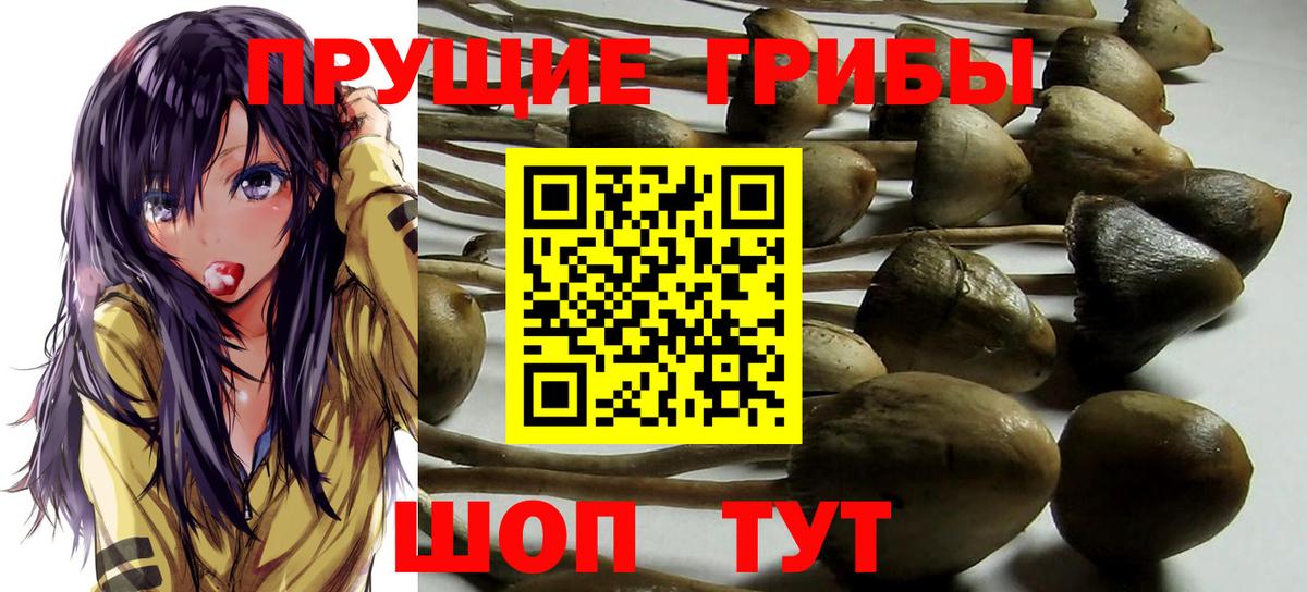 Липецк  Галлюциногенные грибы прущие грибы  Вход с VPN  сколько стоит  Галлюциногенные грибы Psilocybe 